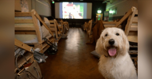 A Cinema Screeing Just For Dogs Took Place In Wales And It Was A Huge Success