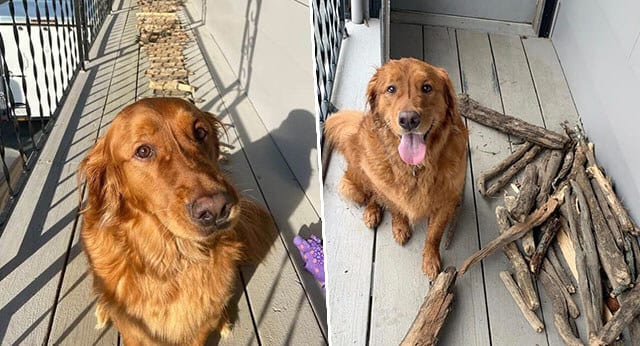 Golden Retriever Is Very Proud Of His Stick Collection