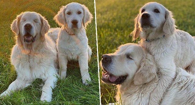 Golden Retriever Puppy Becomes A Sight Buddy And A Guide For A Blind Golden Retriever