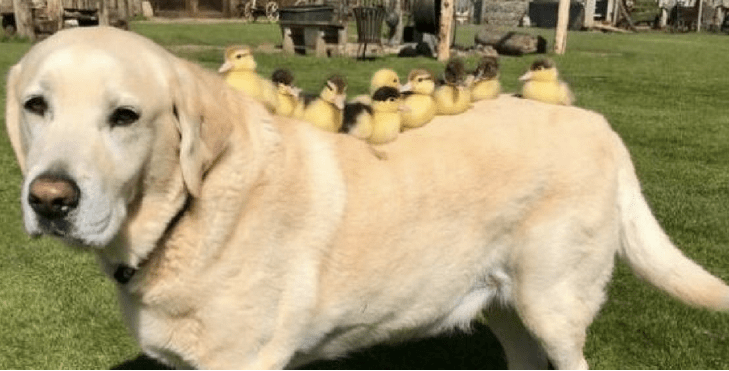 Old Dog Adopts Nine Orphaned Ducklings And Never Leaves Them For A Second