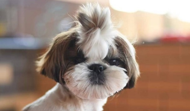 11 Pictures Proving That Shih Tzus are The Best Models Ever