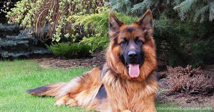 The 10 Biggest Challenges All New German Shepherd Owners Face