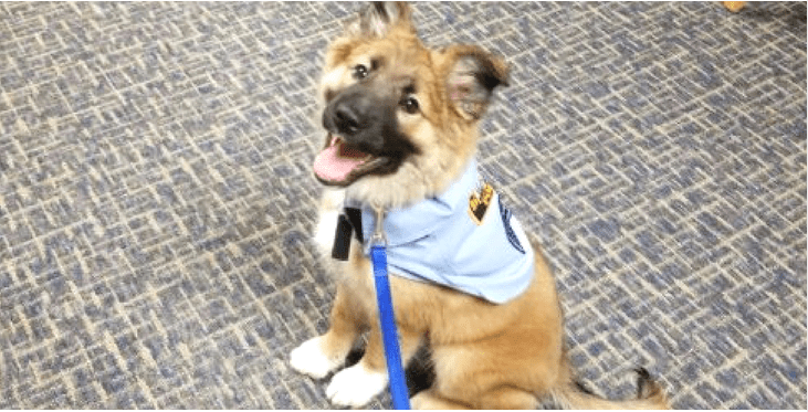 This Adorable Puppy Has Become A Very Special Police Recruit