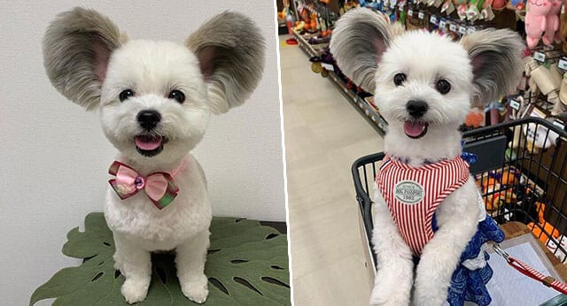 This Incredibly Cute Maltese × Papillon Mix Has Large Ears That Look Like Mickey Mouse Ears