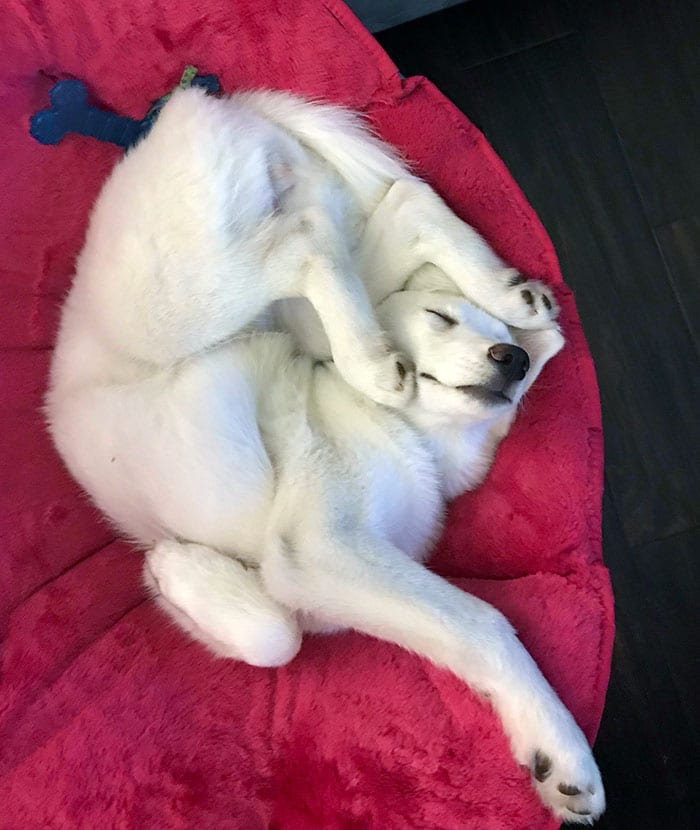 Hilarious,Pictures,Dogs,Unique,Sleeping,Positions