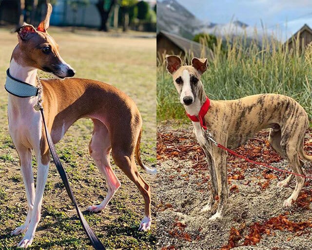 Pairs,Dog,Breeds,Confuse,Many,Lovers