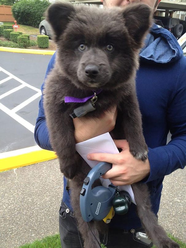 Super,Cute,Pictures,Chubby,Puppies,Teddy,Bears