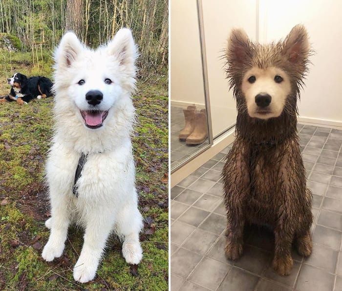 Funny,Pictures,Muddy,Dogs,Before,After
