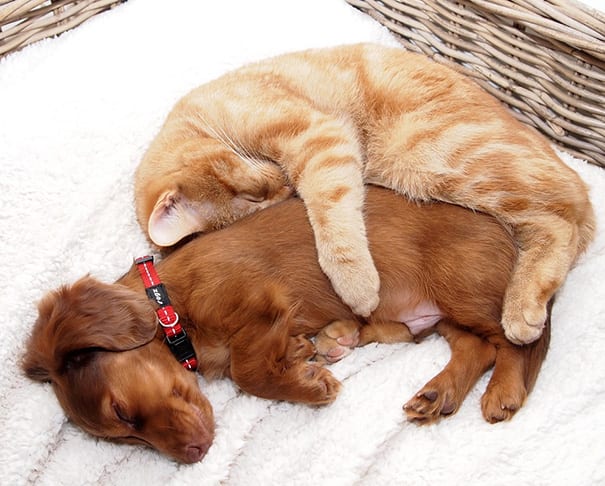 Sweet,Pictures,Dogs,Cats,Together