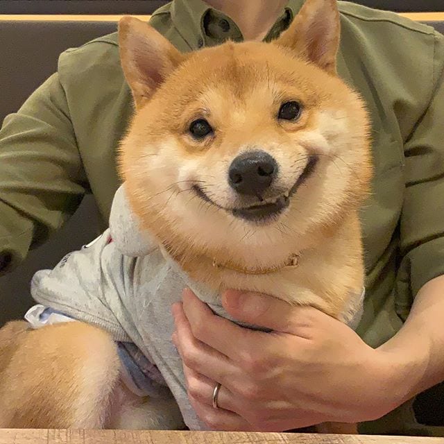 Cute,Shiba Inu,Everyone,Smile