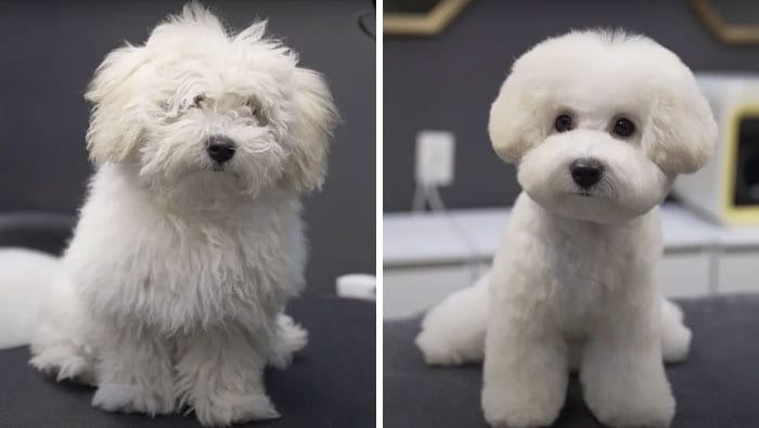 Funny,Dog,Pictures,Before,After,Haircut