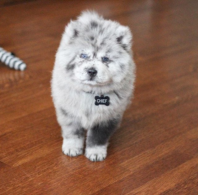 Chow Chow,Chow,Beauty,Angel