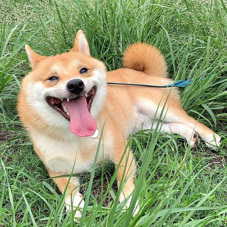 Cute,Shiba Inu,Everyone,Smile