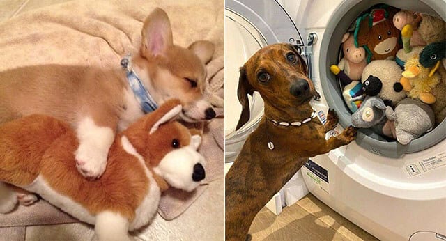 10 Hilarious Pictures Of Dogs Refusing To Part With Their Favorite Toys