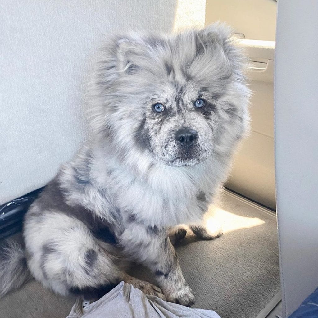 Chow Chow,Chow,Beauty,Angel