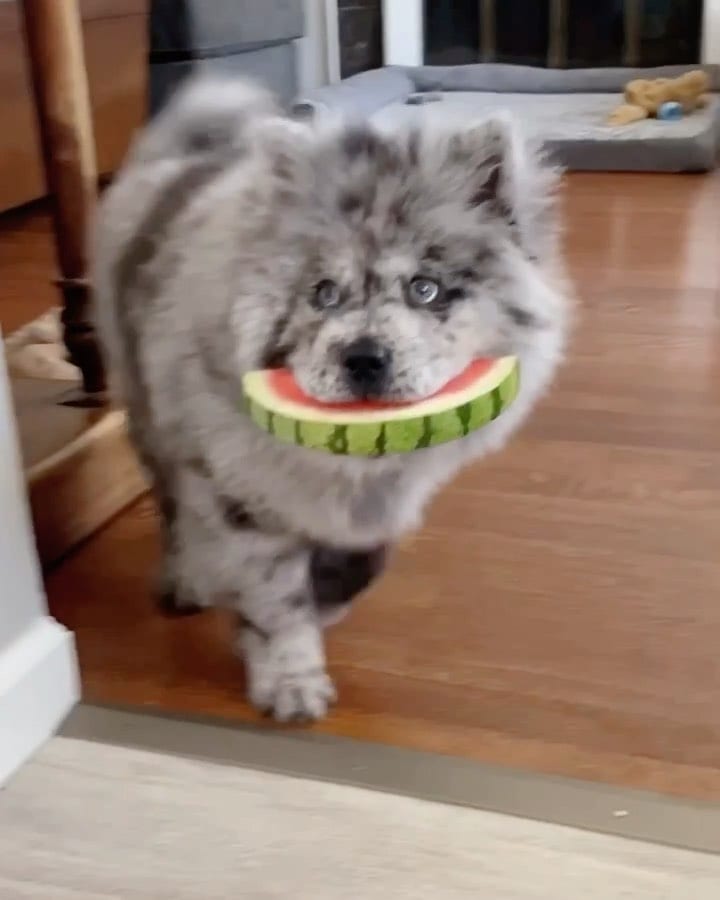 Chow Chow,Chow,Beauty,Angel