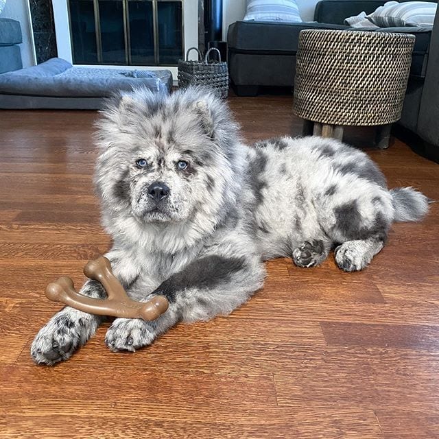 Chow Chow,Chow,Beauty,Angel