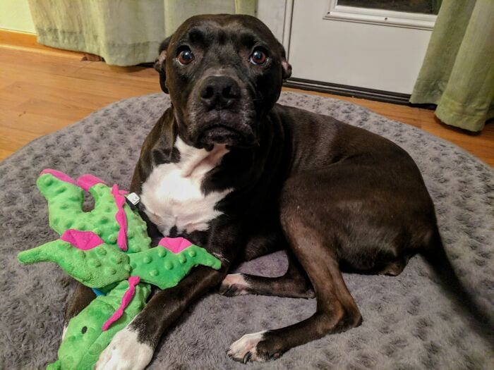 Hilarious,Pictures,Dogs,Refusing,Part,Favorite,Toys