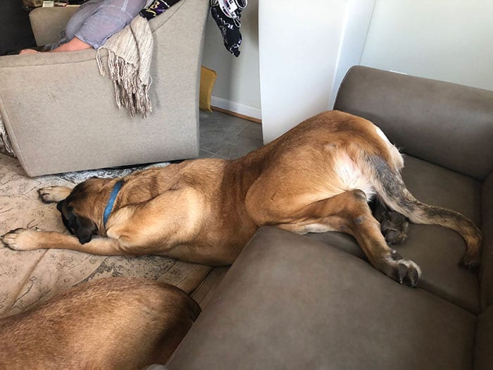 Hilarious,Pictures,Dogs,Unique,Sleeping,Positions