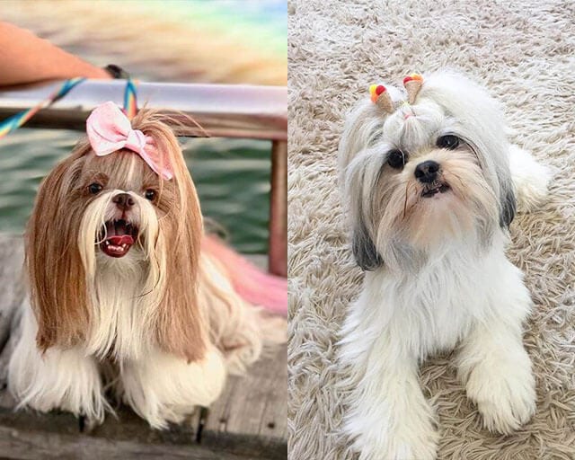 Pairs,Dog,Breeds,Confuse,Many,Lovers