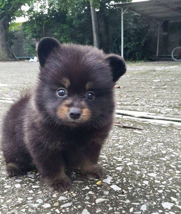 Super,Cute,Pictures,Chubby,Puppies,Teddy,Bears