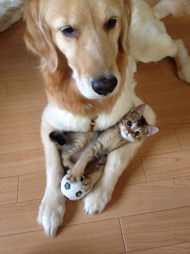 Sweet,Pictures,Dogs,Cats,Together