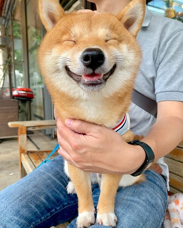 Cute,Shiba Inu,Everyone,Smile