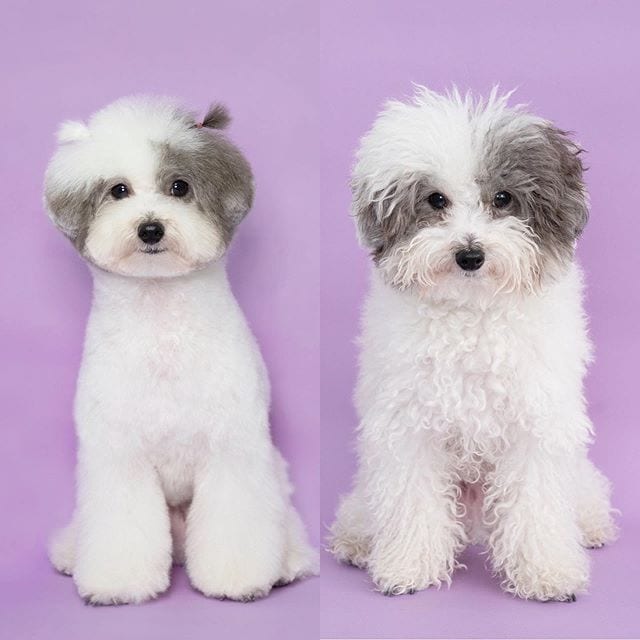 Funny,Dog,Pictures,Before,After,Haircut
