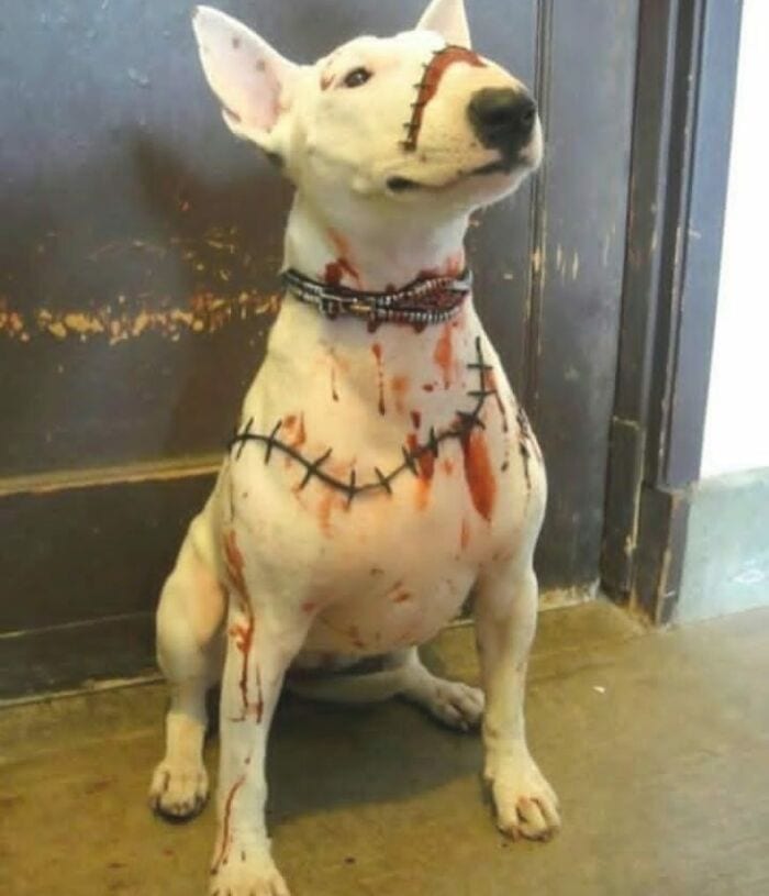 Funny,Pictures,Dogs,Halloween,Costumes