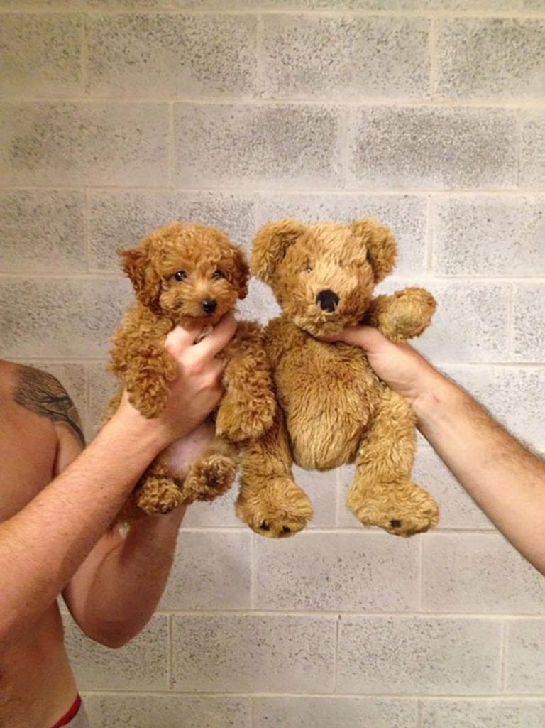 Super,Cute,Pictures,Chubby,Puppies,Teddy,Bears