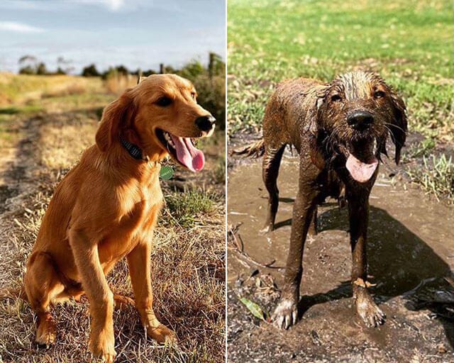 Funny,Pictures,Muddy,Dogs,Before,After