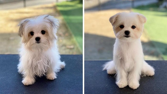 Funny,Dog,Pictures,Before,After,Haircut