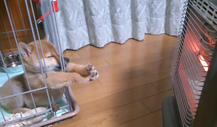 Hilarious,Pictures,Dogs,Unique,Sleeping,Positions