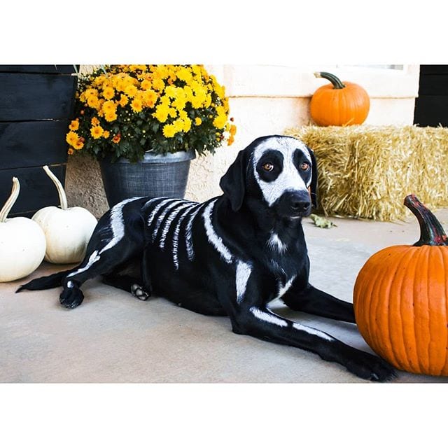Funny,Pictures,Dogs,Halloween,Costumes