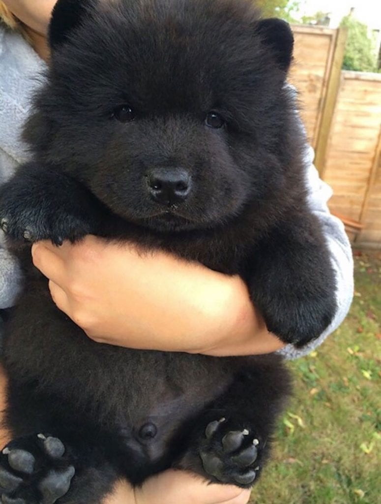 Super,Cute,Pictures,Chubby,Puppies,Teddy,Bears