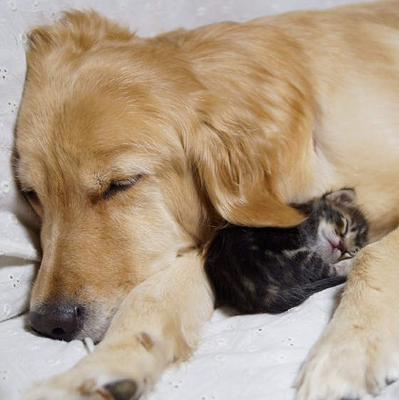 Sweet,Pictures,Dogs,Cats,Together