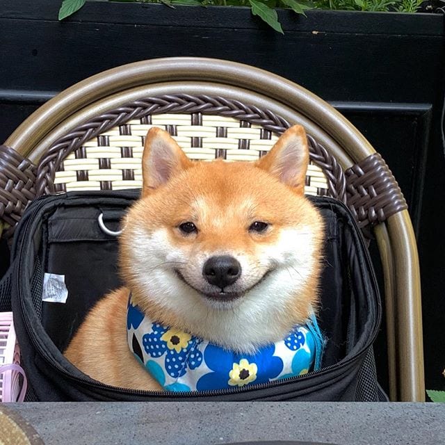 Cute,Shiba Inu,Everyone,Smile