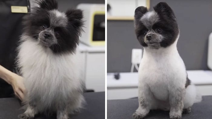 Funny,Dog,Pictures,Before,After,Haircut