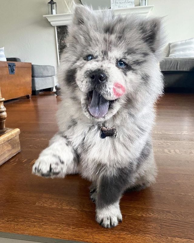 Chow Chow,Chow,Beauty,Angel