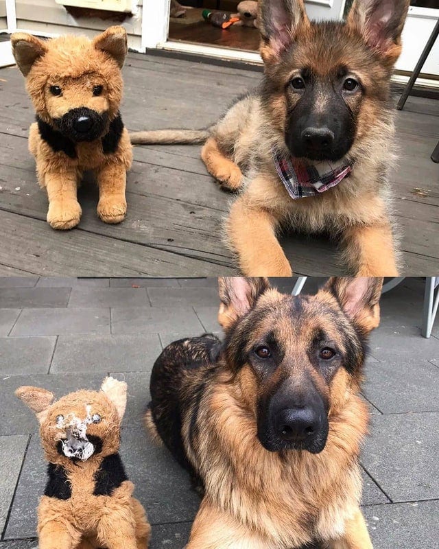 Hilarious,Pictures,Dogs,Refusing,Part,Favorite,Toys