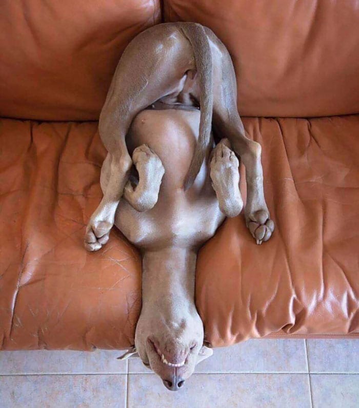 Hilarious,Pictures,Dogs,Unique,Sleeping,Positions