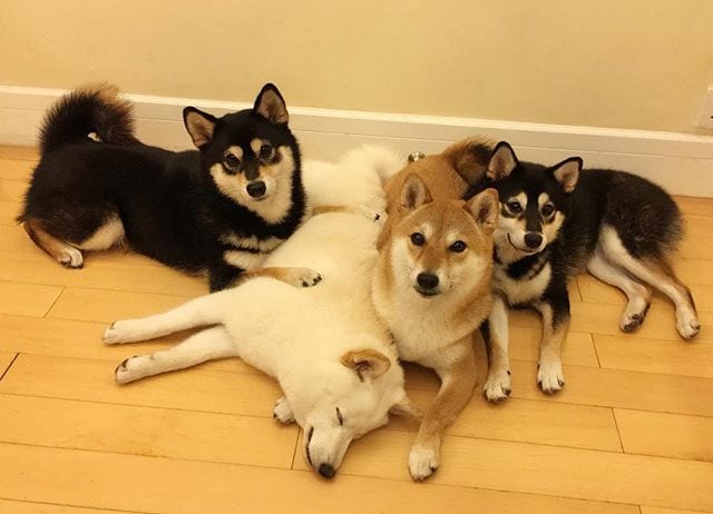 Adorable,Shiba Inu,Good,Ruining,Group,Photos