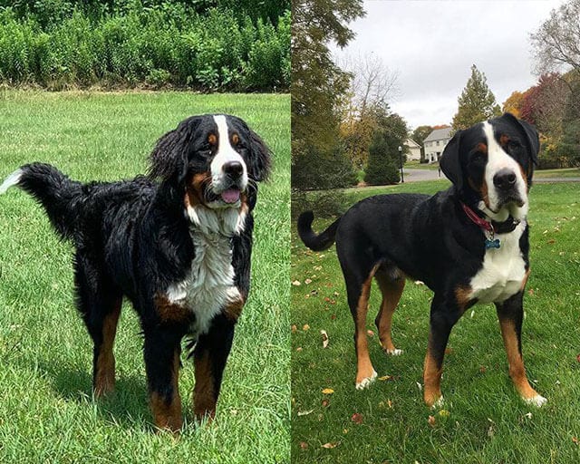 Pairs,Dog,Breeds,Confuse,Many,Lovers