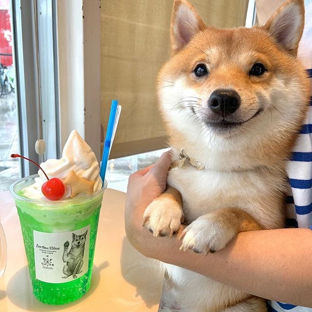 Cute,Shiba Inu,Everyone,Smile