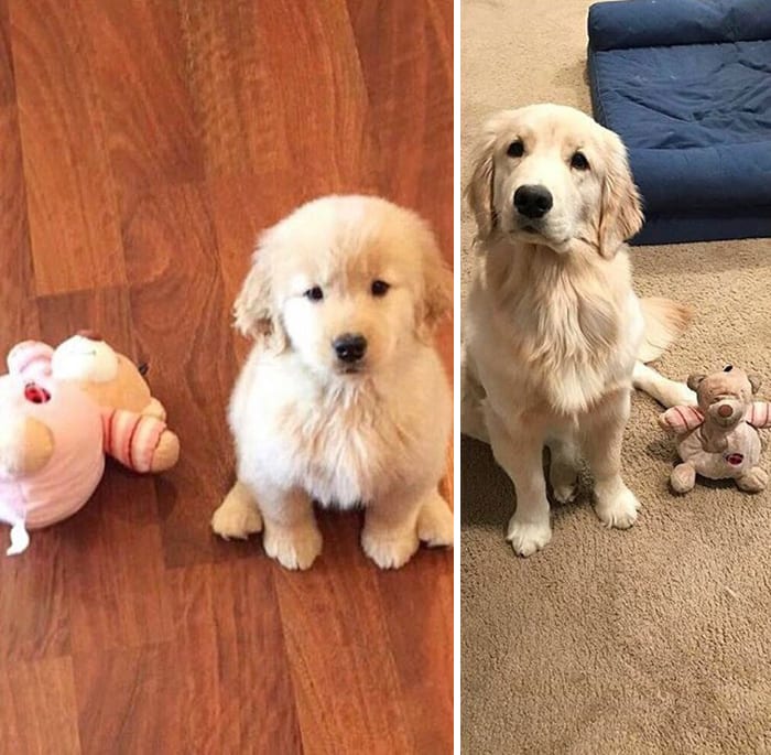Hilarious,Pictures,Dogs,Refusing,Part,Favorite,Toys