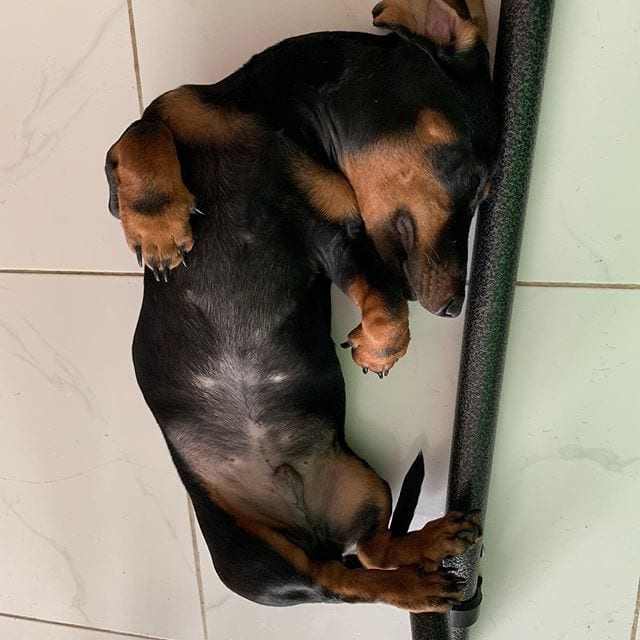 Hilarious,Pictures,Dogs,Unique,Sleeping,Positions