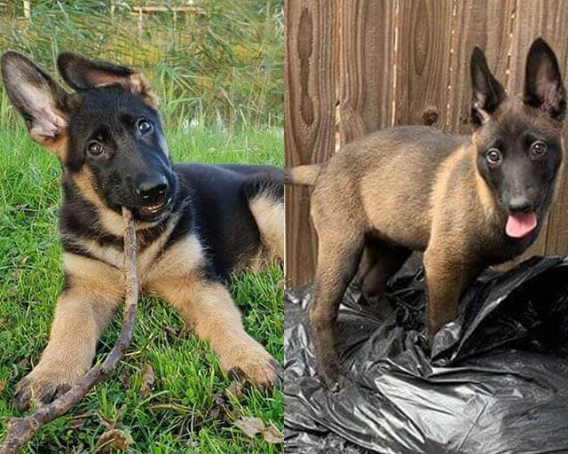 Pairs,Dog,Breeds,Confuse,Many,Lovers