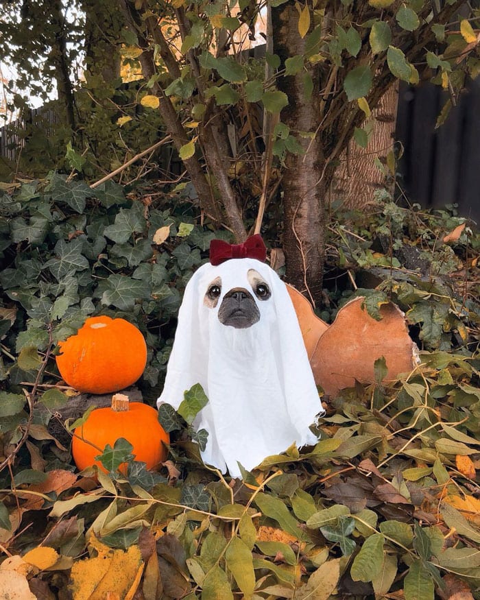 Funny,Pictures,Dogs,Halloween,Costumes
