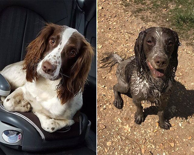 Funny,Pictures,Muddy,Dogs,Before,After