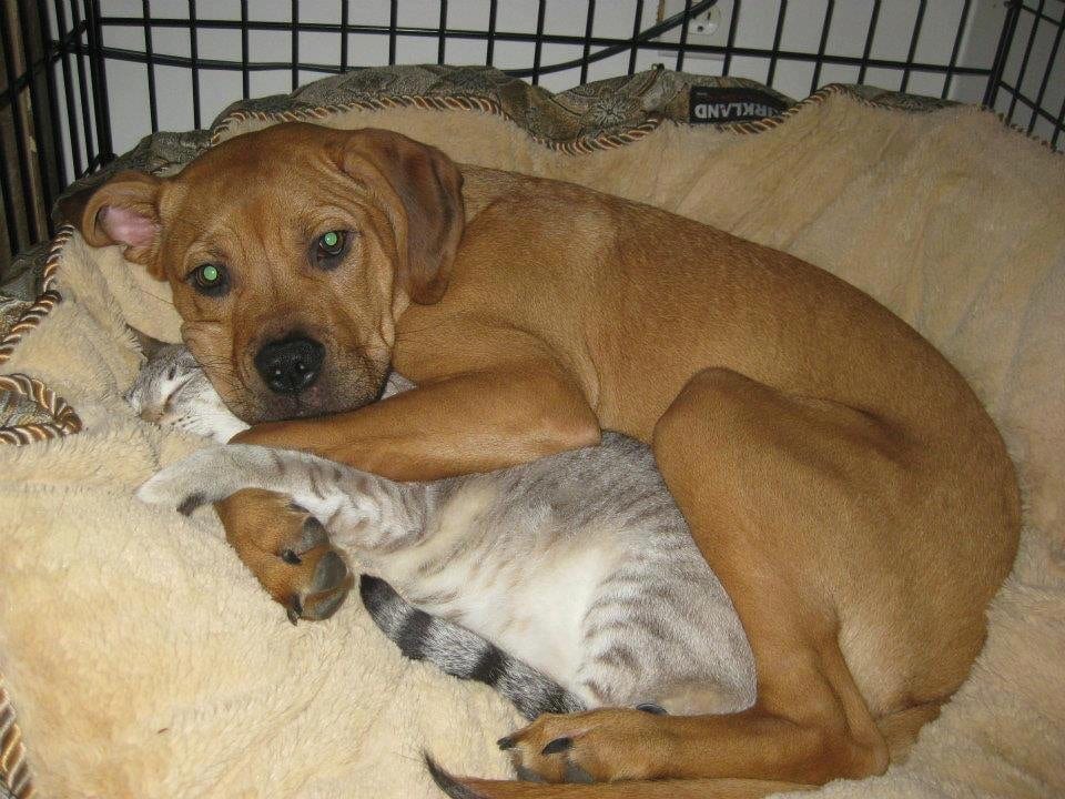 Sweet,Pictures,Dogs,Cats,Together